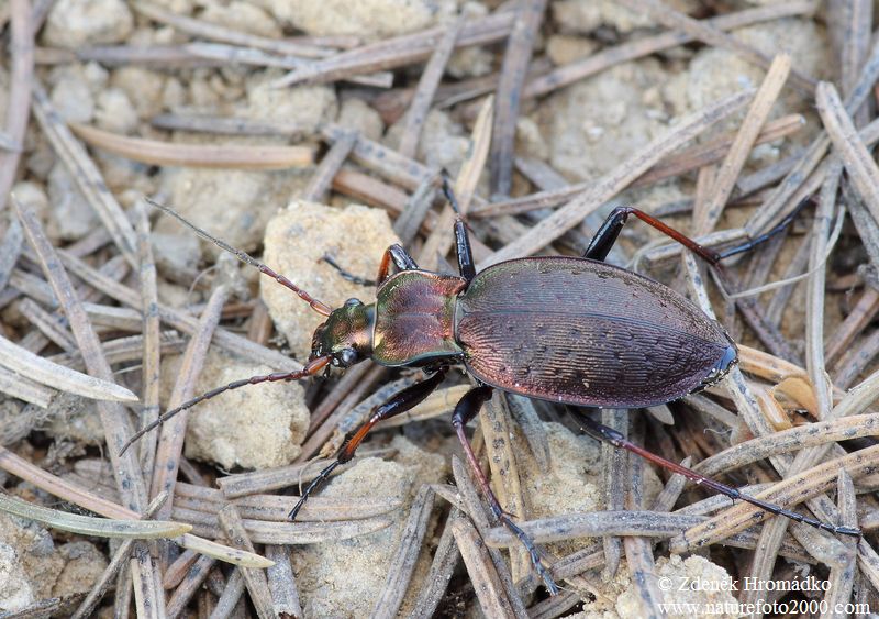střevlík Linnéův, Carabus linnaei, Carabidae, Carabinae (Brouci, Coleoptera)